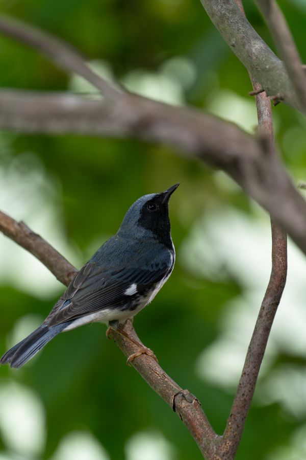 Black-throated Blue Warbler, in profile