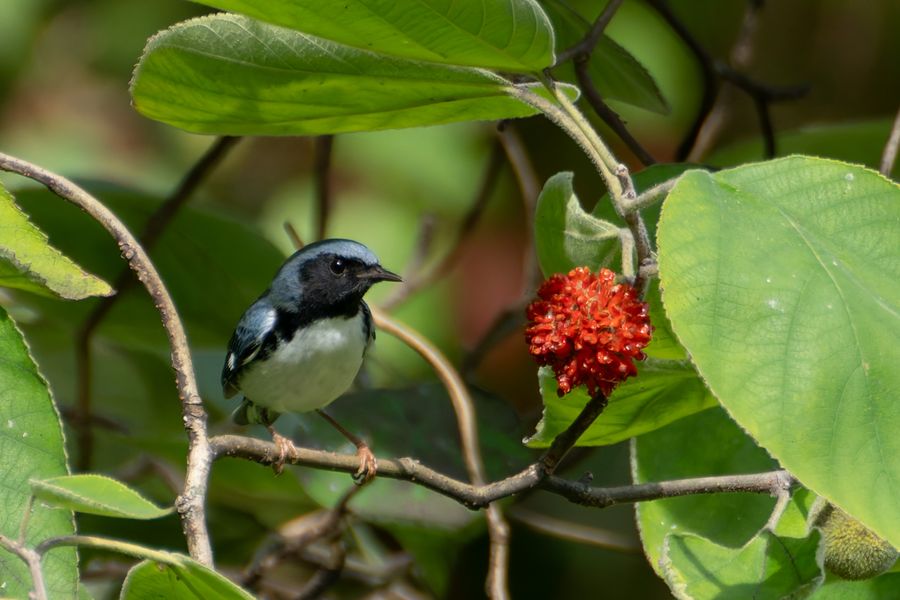 Black-throated Blue Warbler