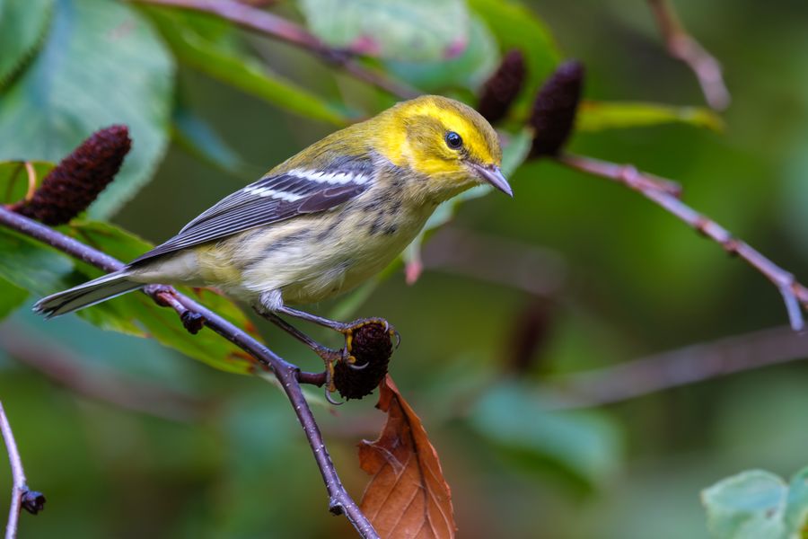 Black-throated Green Warbler