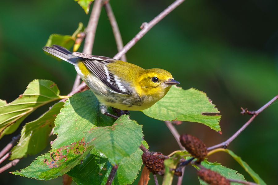 Black-throated Green Warbler, female