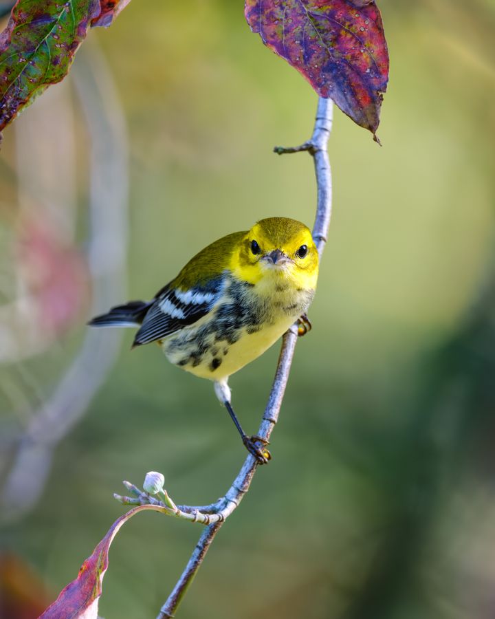 Black-throated Green Warbler