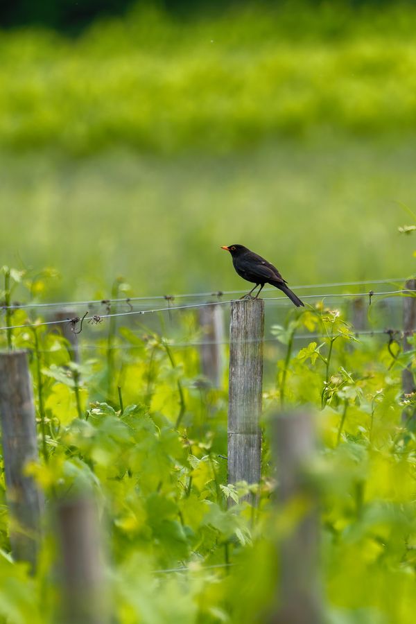 Blackbird on a vineyard post