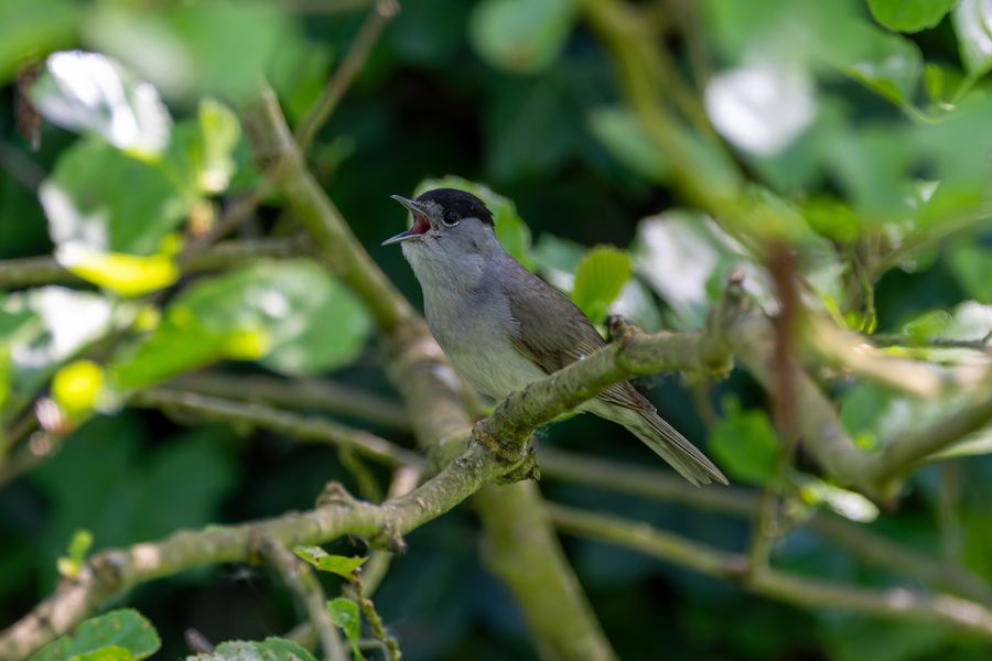 Blackcap, singing male