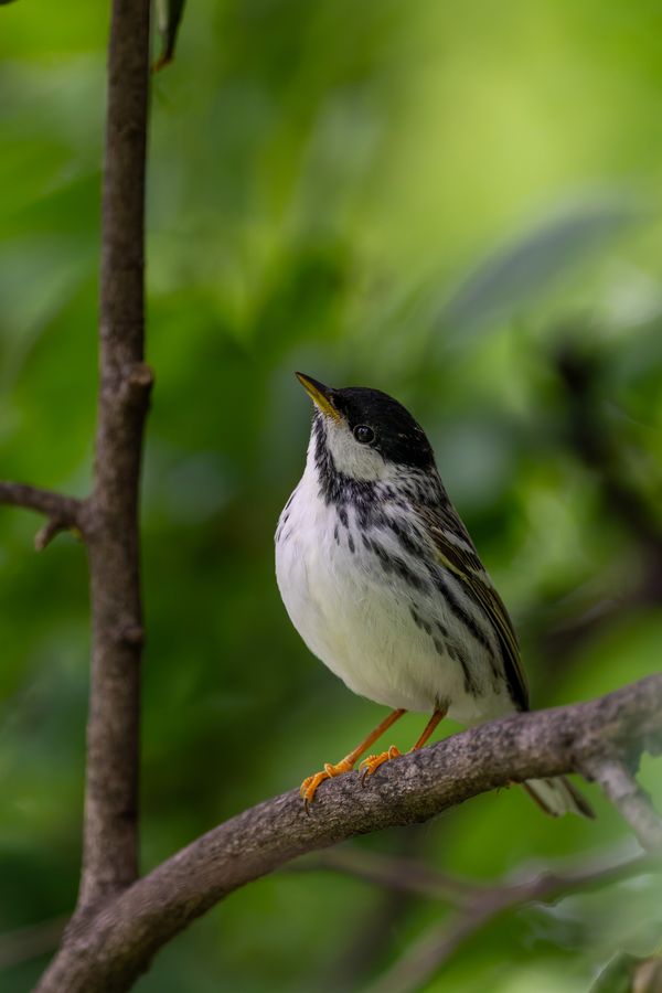 Blackpoll Warbler, breeding male