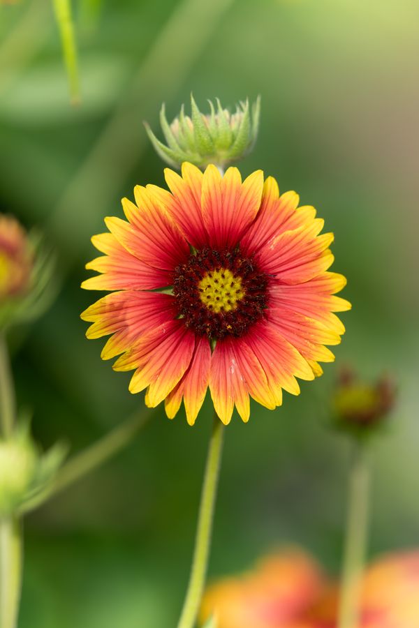 Blanket flower