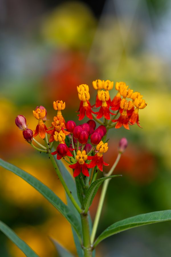 Bloodflower, close on the buds