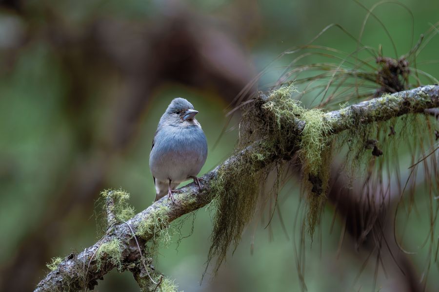 Blue Chaffinch, on lichen