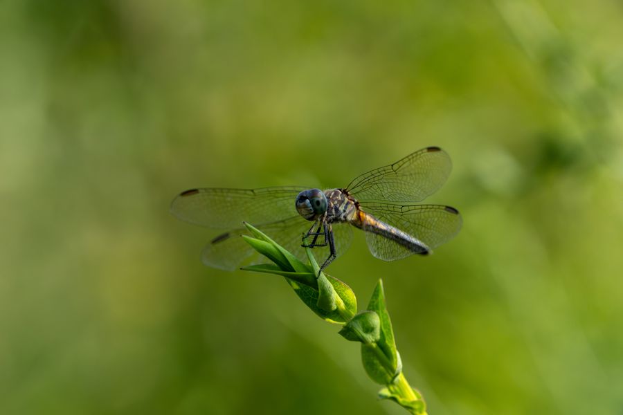 Blue Dasher, female