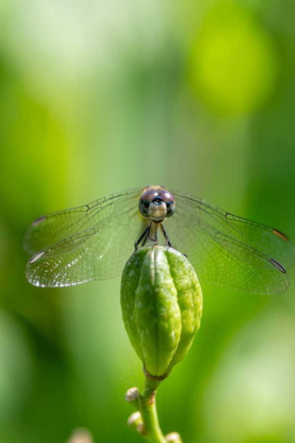 Blue Dasher, female