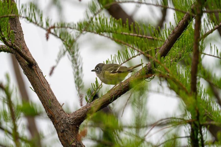 Blue-headed Vireo