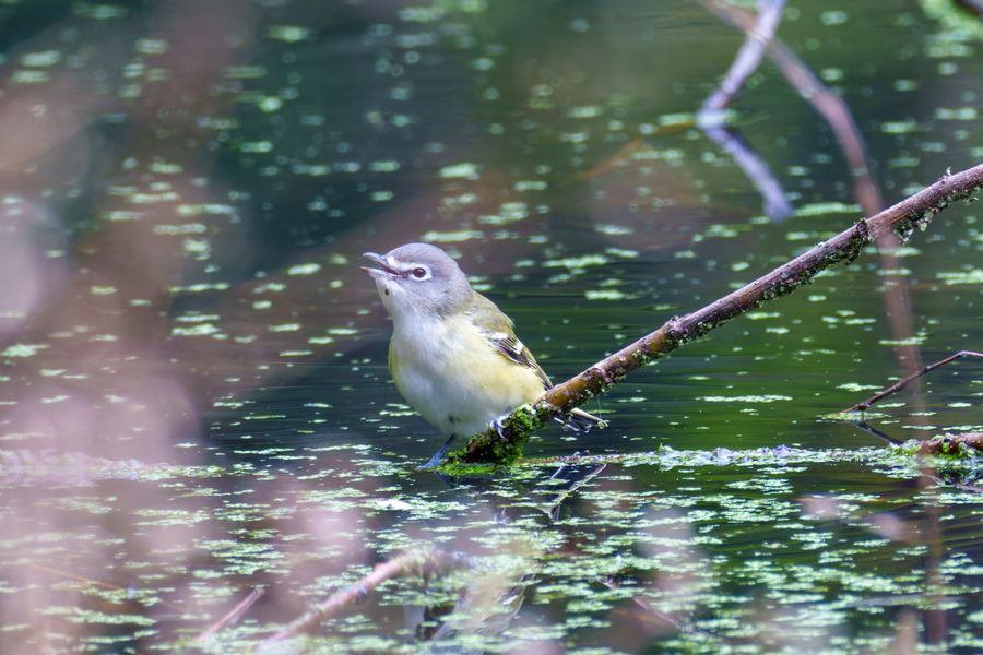 Blue-headed Vireo