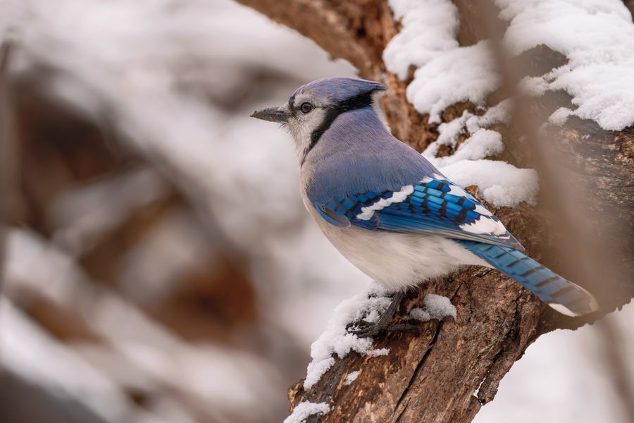 Blue Jay