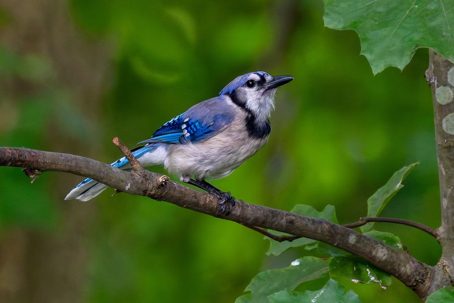 Blue Jay