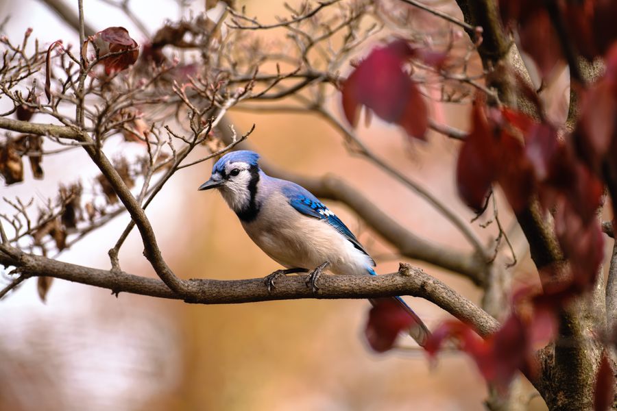 Blue Jay