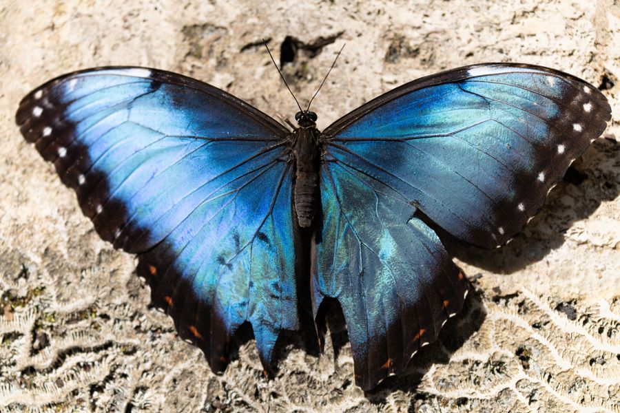 Blue Morpho on stone