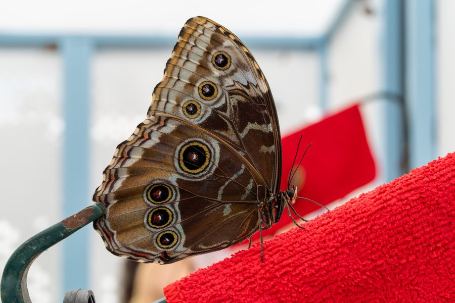 Blue Morpho, underside