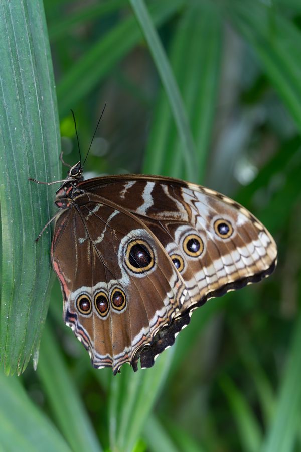 Blue Morpho, underside