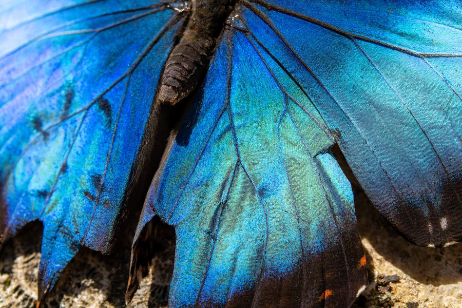 Blue Morpho wing, close