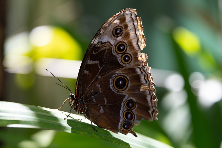Blue Morpho, wings closed