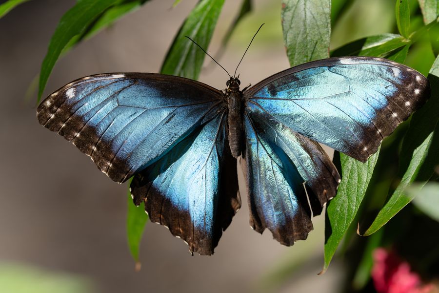 Blue Morpho, wings open