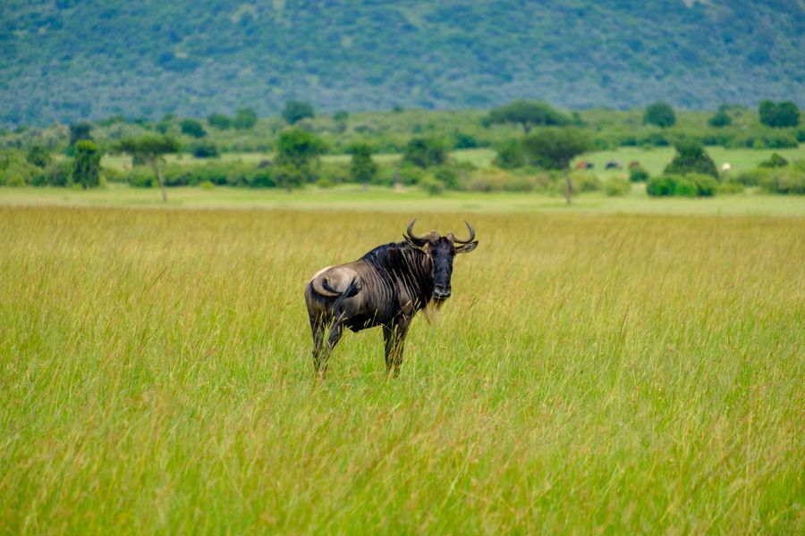 Blue Wildebeest