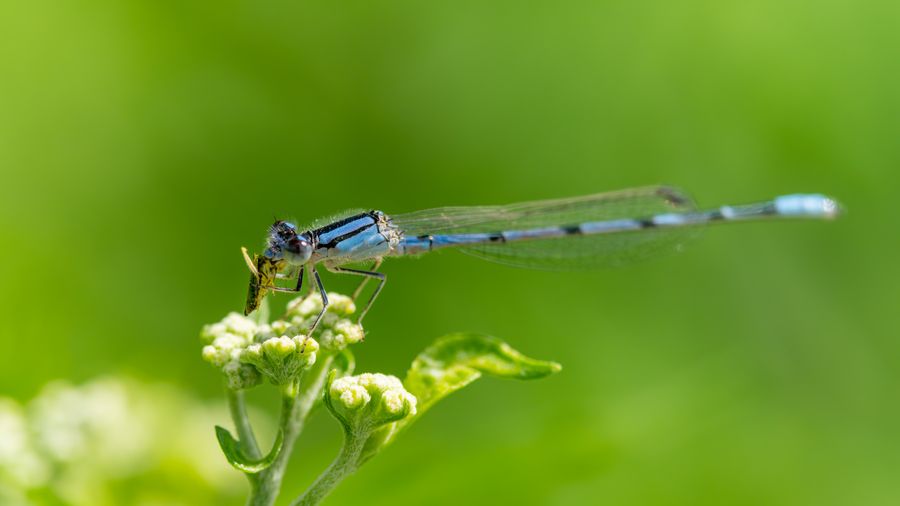 Bluet