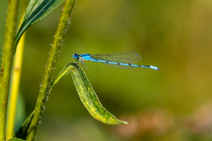 Bluet