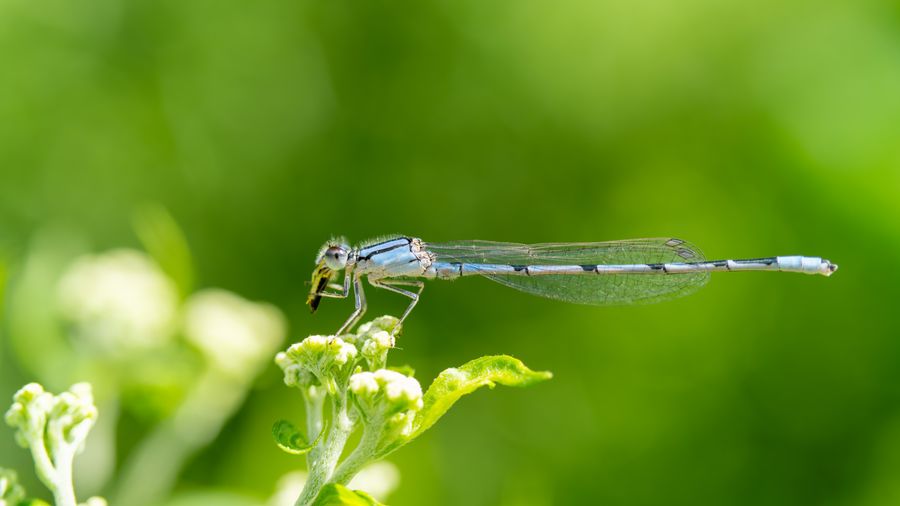 Bluet, resting