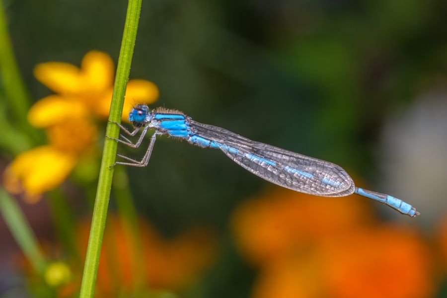 Bluet