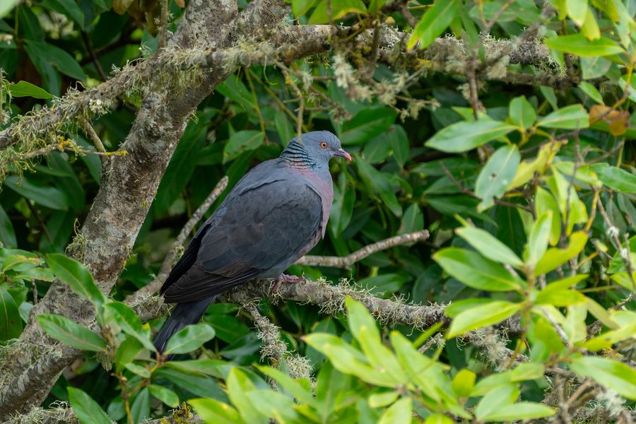 Bolle's Pigeon