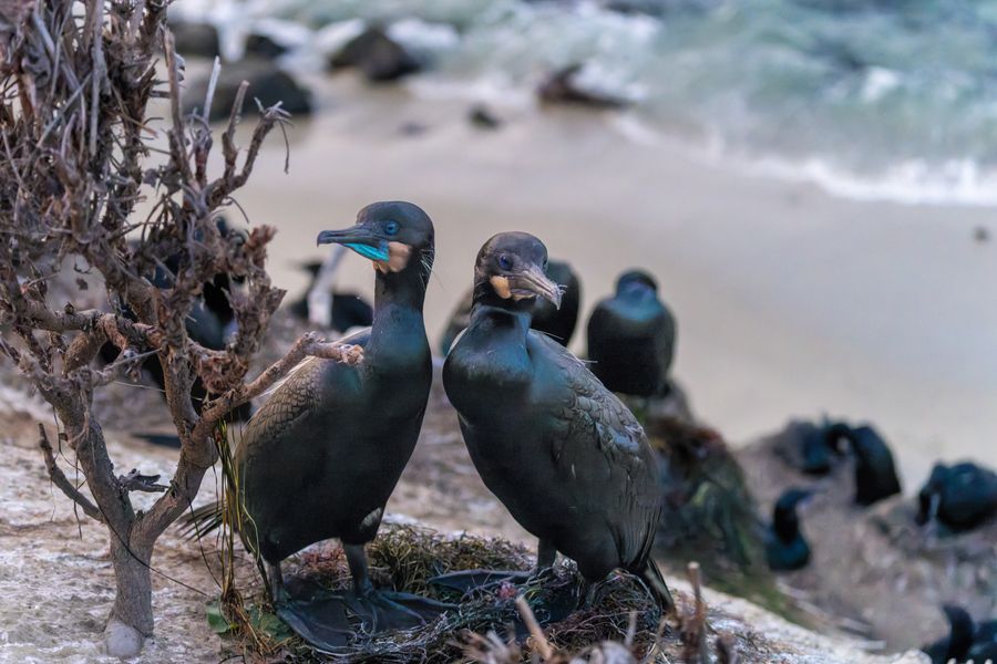 Brandt's Cormorants