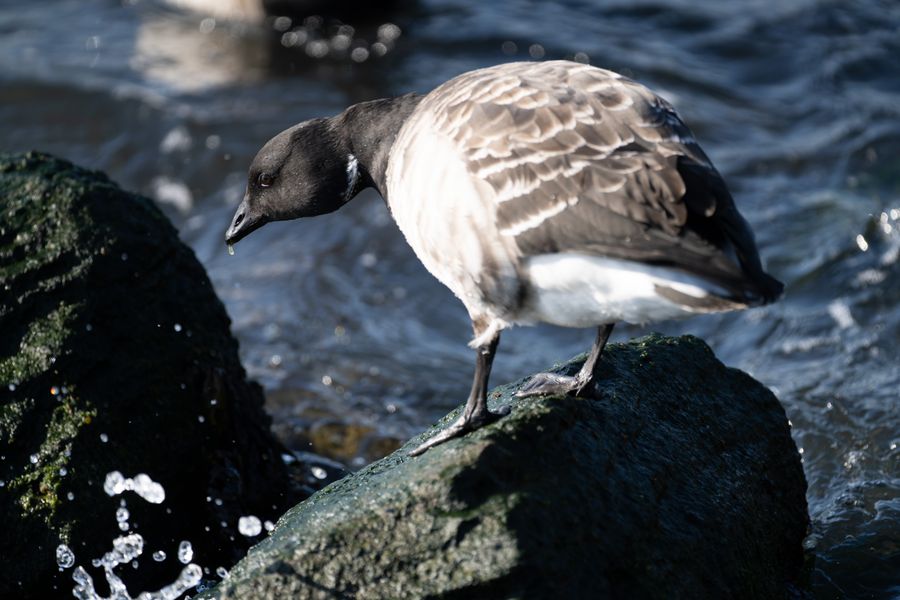 Brant