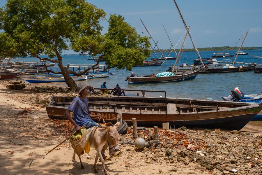 Bringing coconuts in by donkey