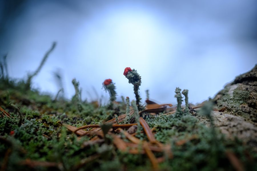 British Soldier Lichen