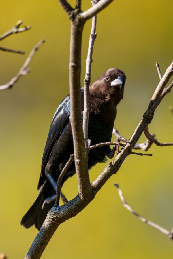 Brown-headed Cowbird