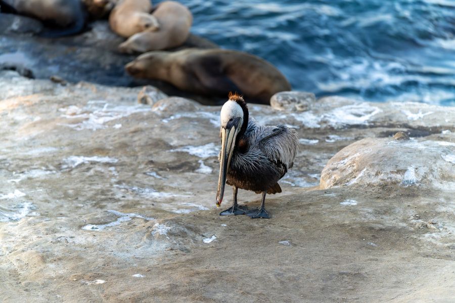 Brown Pelican
