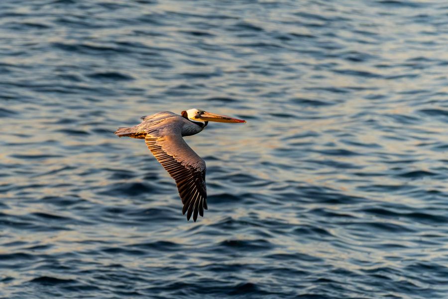 Brown Pelican in flight