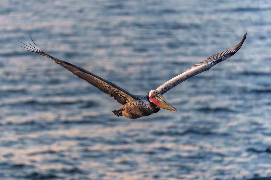 Brown Pelican in the evening light
