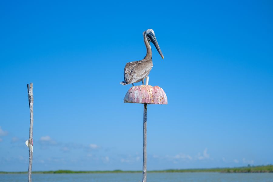 Brown Pelican