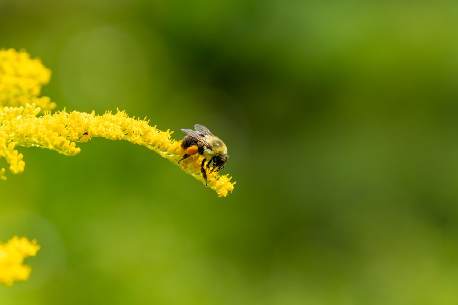 Bumblebee on goldenrod