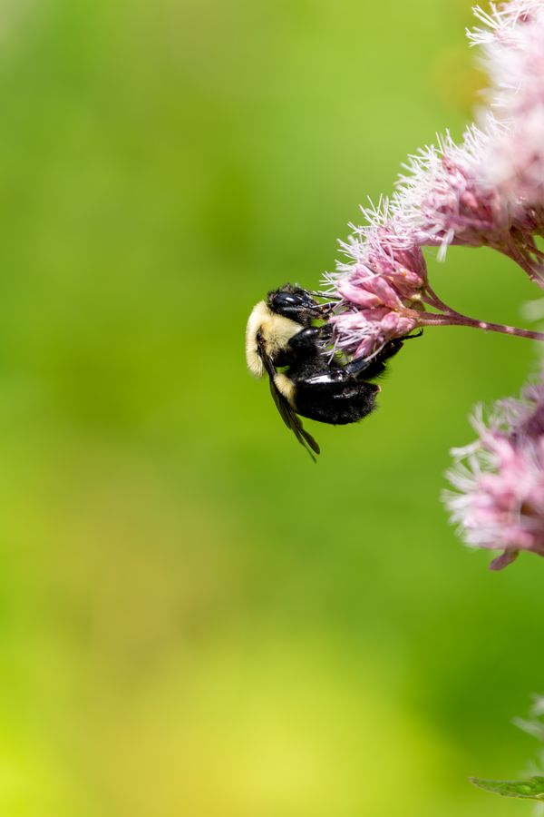 Bumblebee on Joe-Pye weed