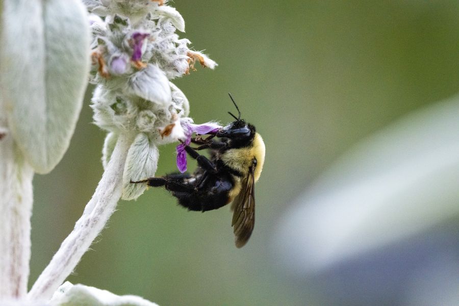 Bumblebee on Lamb's Ear, from below