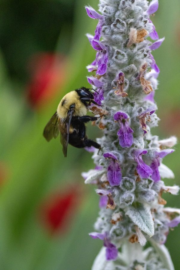 Bumblebee on Lamb's Ear