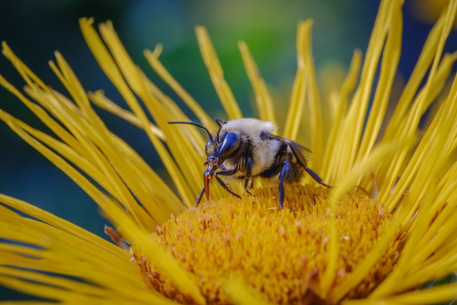 Bumblebee