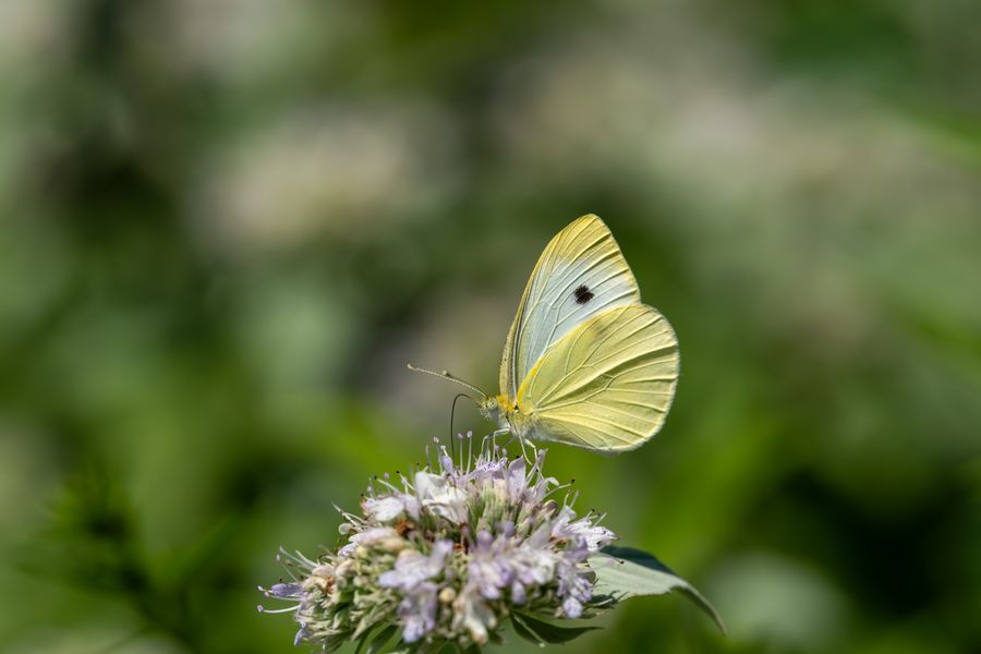Cabbage White, male