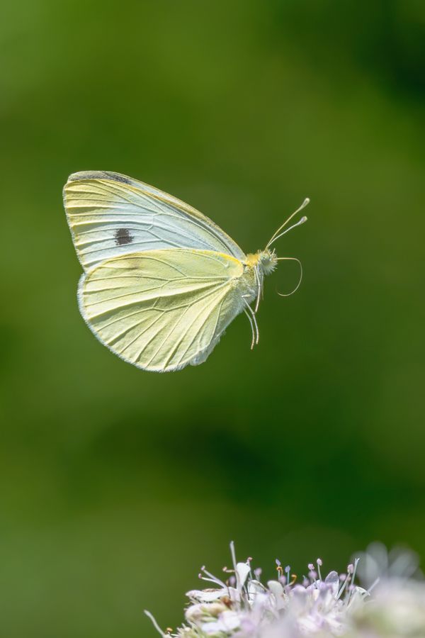 Cabbage White