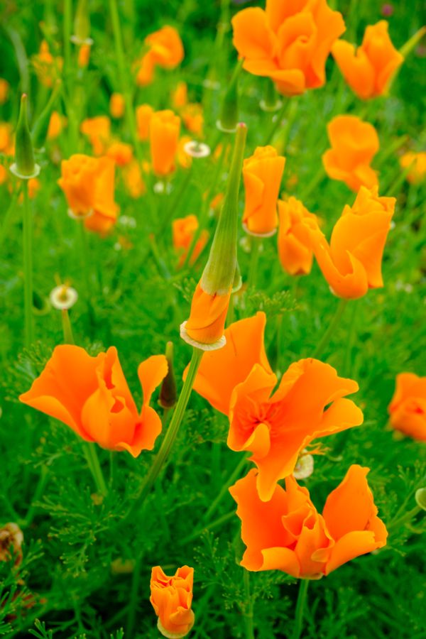 California poppies
