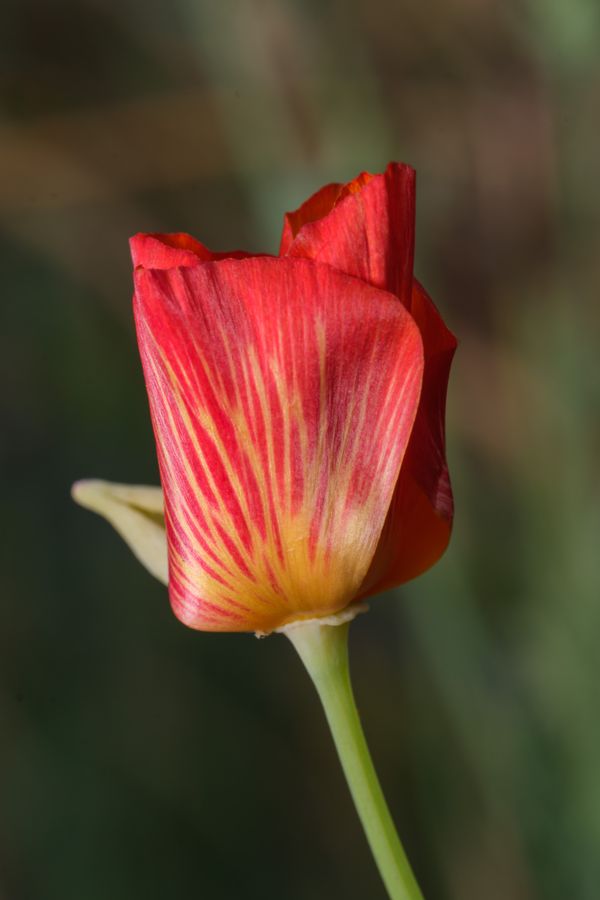 California poppy, unfurling