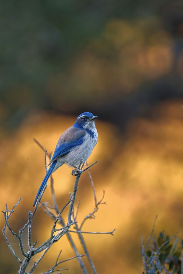 California Scrub-Jay