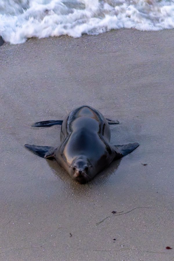 California Sea Lion